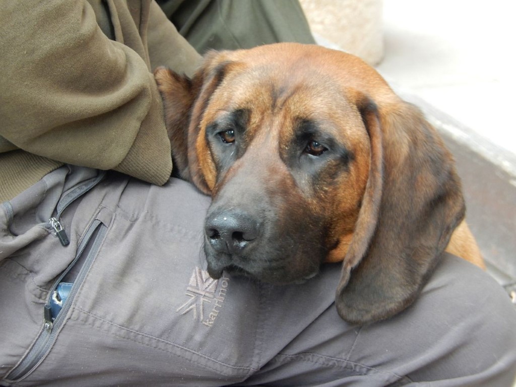 Ocenjevanje zunanjosti