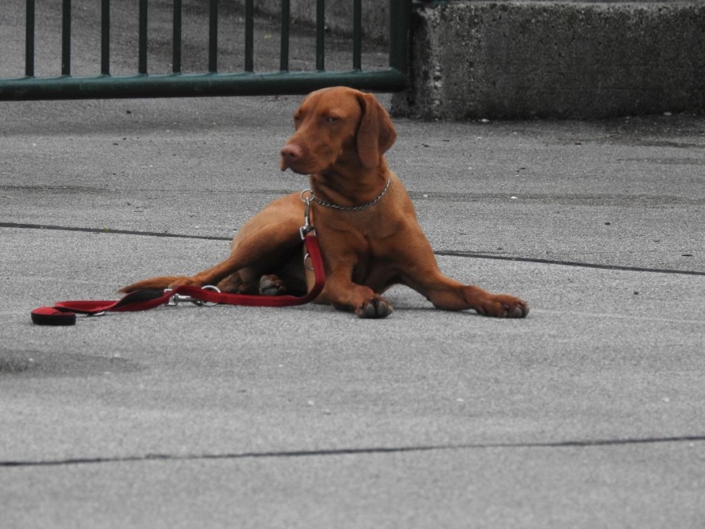 Zaključek osnovnega šolanja v Volčah